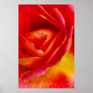Red Mardi Gras Rose Impressionist Fotografie Poster