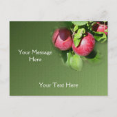 Red McIntosh Äpfel auf Baumart Postkarte (Vorderseite)