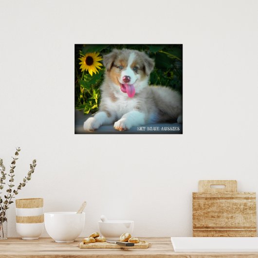 Red Merle 2 Australian Shepherd Poster (Küche)