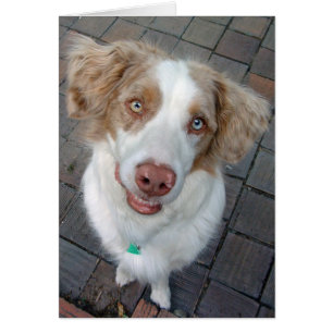 Red Merle Australian Shepherd
