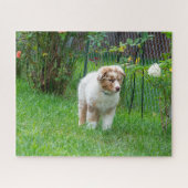 Red Merle Australian Shepherd Puzzle (Horizontal)