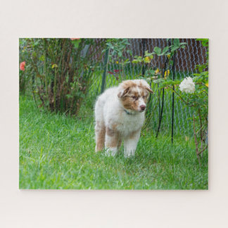 Red Merle Australian Shepherd Puzzle