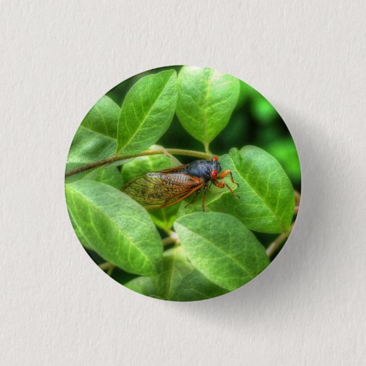 Red Mit Augen Cicada Button (Vorderseite)