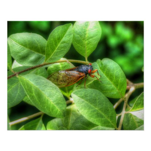 Red Mit Augen Cicada Poster (Vorderseite)