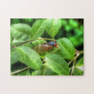 Red Mit Augen Cicada Puzzle