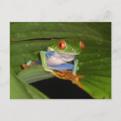 Red Mit Augen Gaudy Frog DIY Postcard Postkarte (Vorderseite)