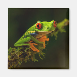 Red Mit Augen Tree Frog auf einem Zweig Magnet