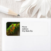 Red Mit Augen Tree Frog Foto (Insitu)