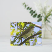 Red-mit Augen Vireo Postkarte (Stehend Vorderseite)