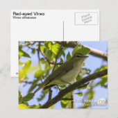 Red-mit Augen Vireo Postkarte (Vorne/Hinten)