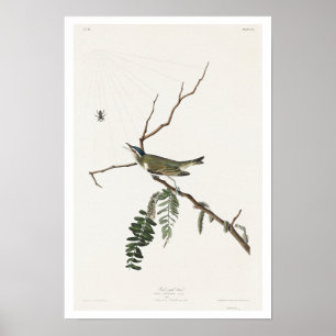 Red mit Augen Vireo von Audubon Poster