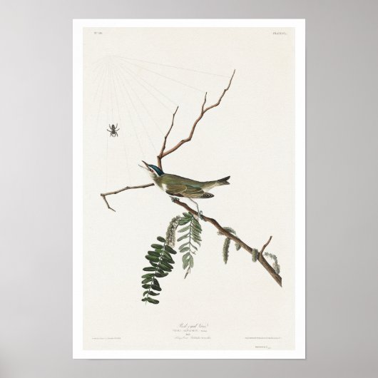 Red mit Augen Vireo von Audubon Poster (Vorne)