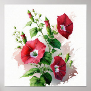 Red Morning Gloriage Blume Art Print Poster