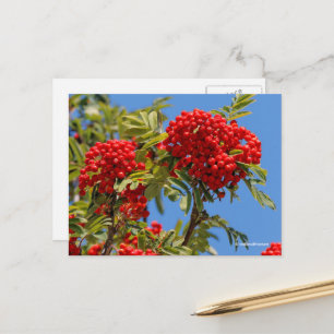 Red Mountain Ash Rowan Berries Postkarte