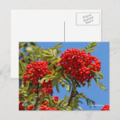 Red Mountain Ash Rowan Berries Postkarte (Vorne/Hinten)