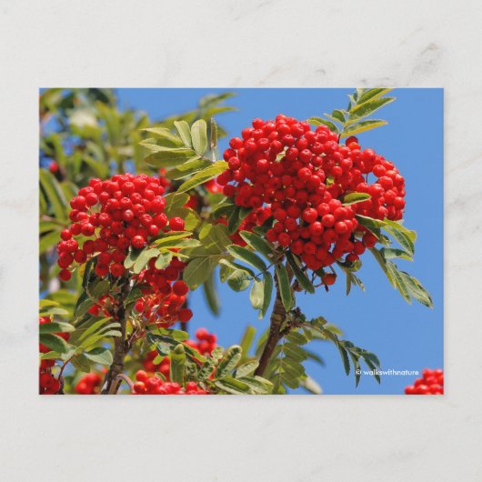 Red Mountain Ash Rowan Berries Postkarte (Vorderseite)