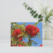 Red Mountain Ash Rowan Berries Postkarte (Stehend Vorderseite)