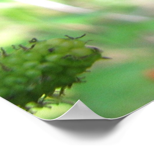 Red Mulberries Poster (Ecke)