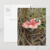 Red Mushroom #1 OBX Postkarte (Vorne/Hinten)