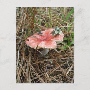 Red Mushroom #1 OBX Postkarte