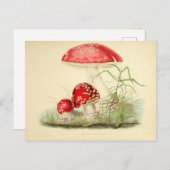 Red Mushroom Fungi Fungus Vintage Postcard Postkarte (Vorne/Hinten)