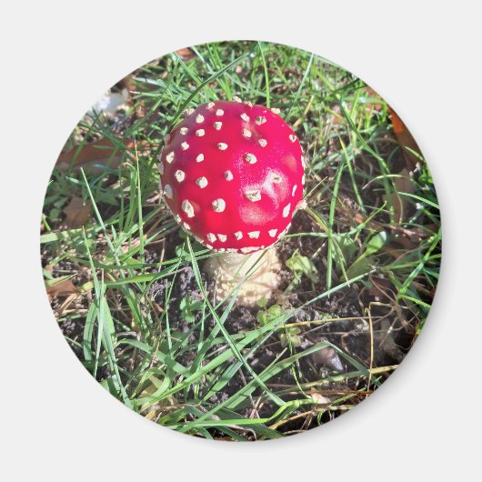 Red mushroom  magnet (Vorne)