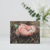 Red Mushroom Pair OBX Postkarte (Stehend Vorderseite)