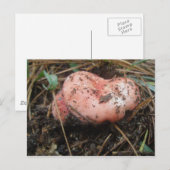 Red Mushroom Pair OBX Postkarte (Vorne/Hinten)