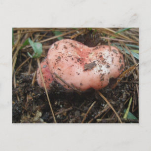 Red Mushroom Pair OBX Postkarte