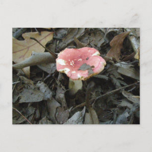 Red Mushroom Postcard Postkarte