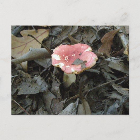 Red Mushroom Postcard Postkarte (Vorderseite)