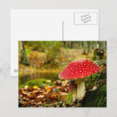 Red Mushroom Postkarte (Vorne/Hinten)