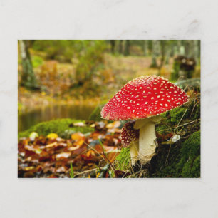 Red Mushroom Postkarte
