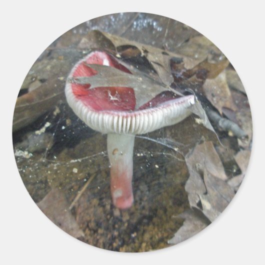 Red Mushroom & Sheet Web Stickers (Vorderseite)