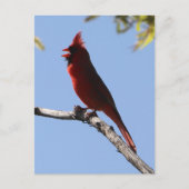 Red Northern Kardinal Bird Postkarte (Vorderseite)