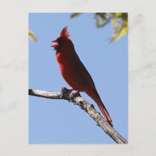 Red Northern Kardinal Bird Postkarte (Vorderseite)