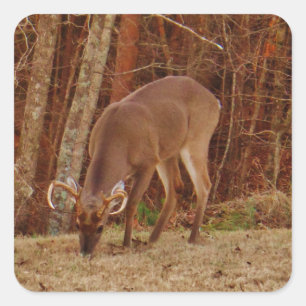 Red Oak Camouflage Stag Buck Deer Fütternd Quadratischer Aufkleber