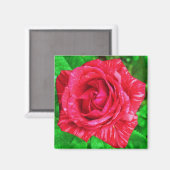 Red on Red Strip Rose Magnet (Vorderseite/Rückseite)