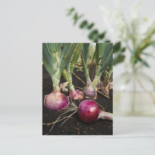 Red Onions Postkarte (Stehend Vorderseite)