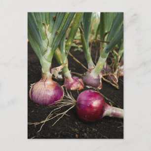 Red Onions Postkarte