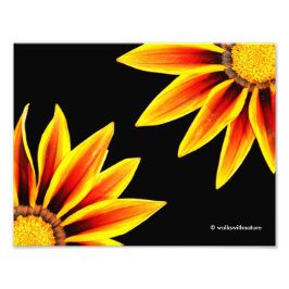 Red Orange Kiss Golden Flame Gazanias Fotodruck