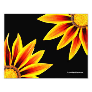 Red Orange Kiss Golden Flame Gazanias Fotodruck