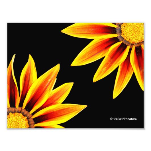 Red Orange Kiss Golden Flame Gazanias Fotodruck (Vorne)
