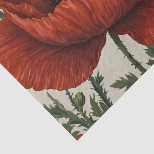 Red Orange Poppy Blume Seidenpapier (Detail)