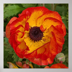 Red Orange Yellow Poppa Wall Art Poster