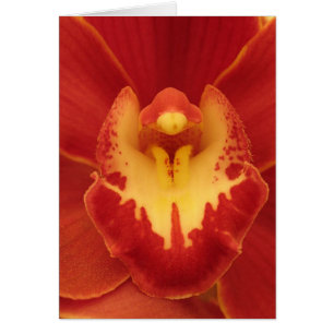 Red Orchid