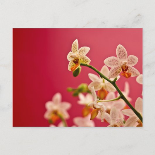 Red Orchid Postcard Postkarte (Vorderseite)