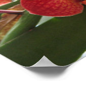 RED ORCHID POSTER (Ecke)