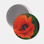 Red Oriental Poppy Magnet (Vorderseite/Rückseite)