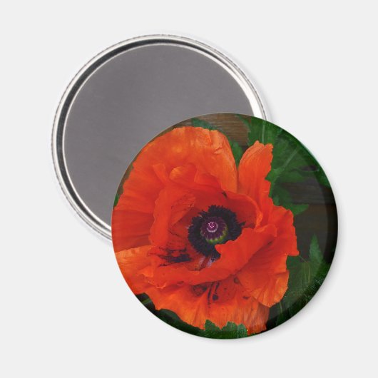 Red Oriental Poppy Magnet (Vorderseite/Rückseite)